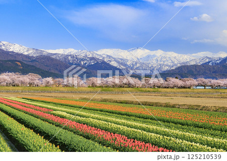朝日舟川春の四重奏 125210539