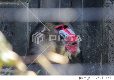 到津の森公園「マンドリル」 125210571