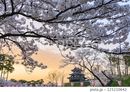 桜満開の高田城址公園 夜桜ライトアップ 125210642