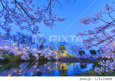 桜満開の高田城址公園 夜桜ライトアップ 125210666