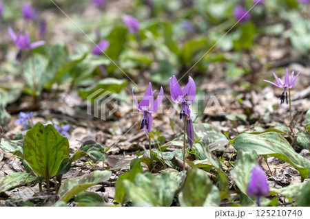 平栗いこいの森のカタクリの大群落 125210740