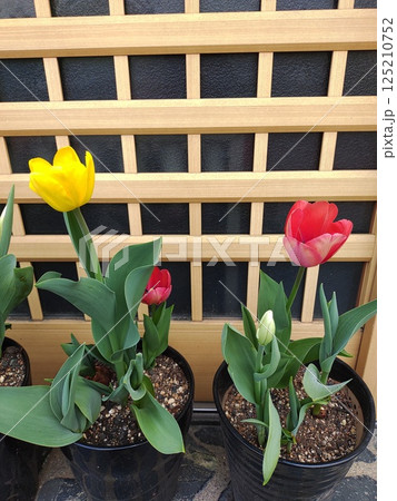 2025チューリップ5 125210752