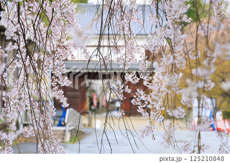 桜満開の上田城址公園 125210848