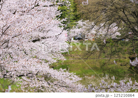 桜満開の上田城址公園 125210864