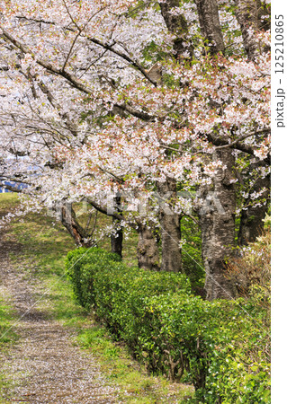 桜満開の上田城址公園 125210865