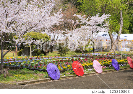 桜満開の上田城址公園 桜満開の上田城址公園 125210868