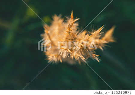 Growing Wheat Seen From Above 125210975