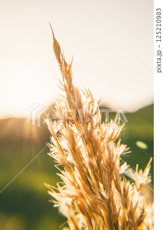 Wheat Under The Sunlight In A Field Wheat Under The Sunlight In A Field 125210983
