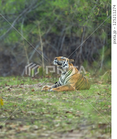 wild bengal tiger or panthera tigris at bandhavgarh National Park Forest Reserve madhya predesh India. sub adult male eyes looking up in sky in natural scenic green background in summer season safari 125211274
