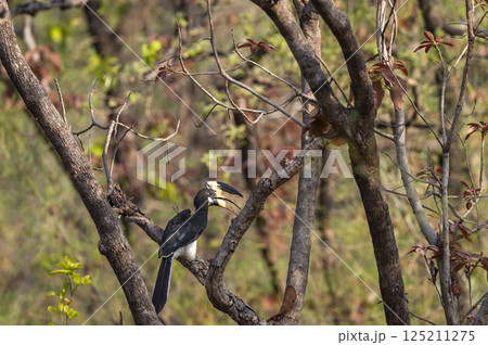 Malabar pied hornbill or lesser pied hornbill or Anthracoceros coronatus at bandhavgarh national park forest madhya pradesh india perched on tree in summer season and natural scenic green background Malabar pied hornbill or lesser pied hornbill or Anthracoceros coronatus at bandhavgarh national park forest madhya pradesh india perched on tree in summer season and natural scenic green background 125211275