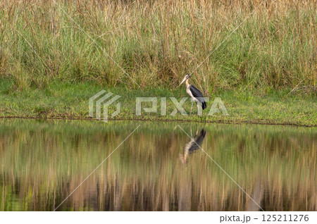 Lesser adjutant stork or Leptoptilos javanicus at bandhavgarh national park forest madhya pradesh india asia. large wading bird with reflection in water in natural scenic green grassland background 125211276