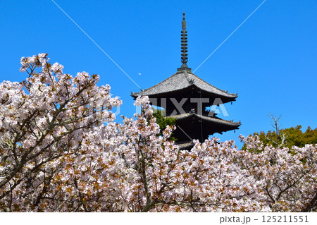 春 仁和寺 御室桜 春 仁和寺 御室桜 125211551