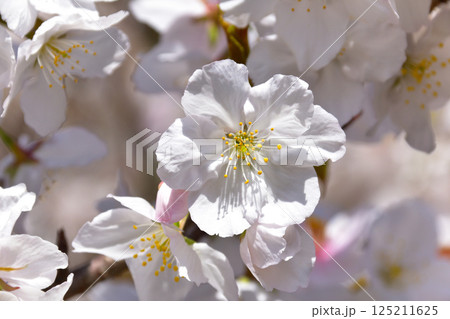 仁和寺　御室桜 125211625