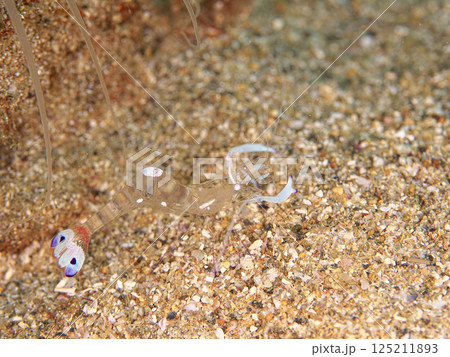 透明なオドリカクレエビ 125211893