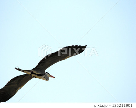 青空バックに飛翔するアオサギ成鳥 125211901