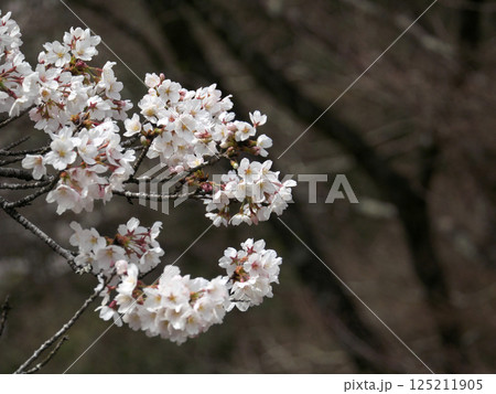満開なソメイヨシノ 125211905
