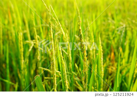 Rice field agriculture grain food yield season Rice field agriculture grain food yield season 125211924