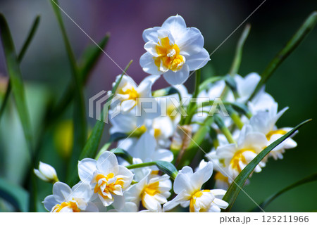 春の花 春の花 125211966