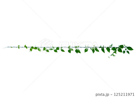 vine frame leaf vine circle Isolate on transparent background PNG file 125211971