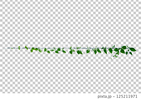 vine frame leaf vine circle Isolate on transparent background PNG file vine frame leaf vine circle Isolate on transparent background PNG file 125211971
