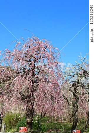 青空に映える満開のしだれ梅 125212249