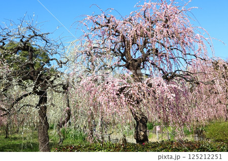 青空に映える満開のしだれ梅 125212251