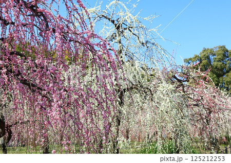青空に映える満開のしだれ梅 青空に映える満開のしだれ梅 125212253