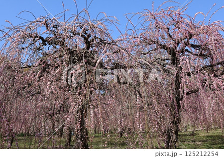 青空に映える満開のしだれ梅 125212254