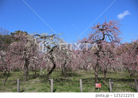 青空に映える満開のしだれ梅 125212255