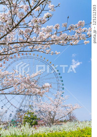 愛・地球博記念公園、大観覧車と満開の桜〈愛知県長久手市〉 愛・地球博記念公園、大観覧車と満開の桜〈愛知県長久手市〉 125212303