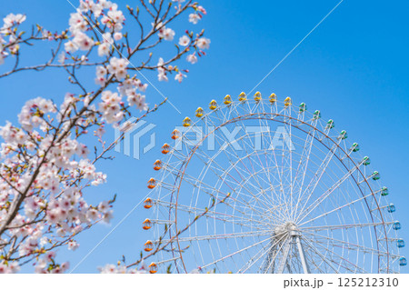 愛・地球博記念公園、大観覧車と満開の桜〈愛知県長久手市〉 125212310