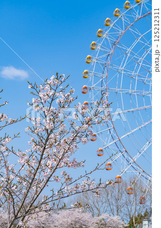 愛・地球博記念公園、大観覧車と満開の桜〈愛知県長久手市〉 愛・地球博記念公園、大観覧車と満開の桜〈愛知県長久手市〉 125212311