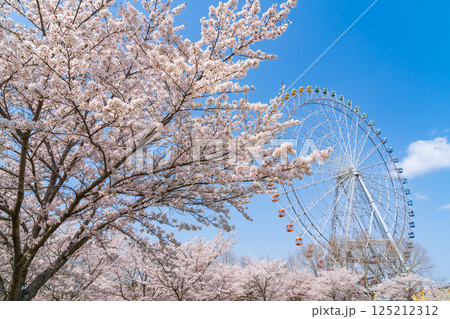 愛・地球博記念公園、大観覧車と満開の桜〈愛知県長久手市〉 125212312