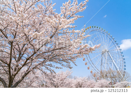 愛・地球博記念公園、大観覧車と満開の桜〈愛知県長久手市〉 125212313