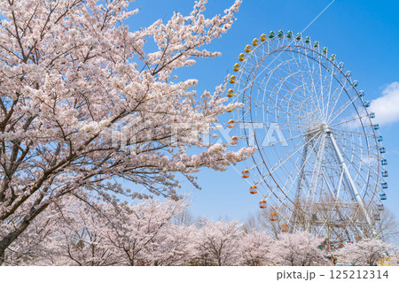 愛・地球博記念公園、大観覧車と満開の桜〈愛知県長久手市〉 125212314