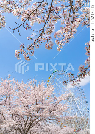 愛・地球博記念公園、大観覧車と満開の桜〈愛知県長久手市〉 125212315