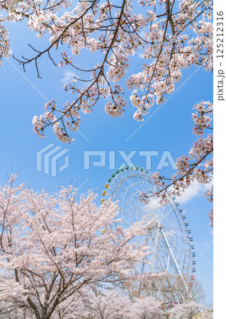 愛・地球博記念公園、大観覧車と満開の桜〈愛知県長久手市〉 125212316
