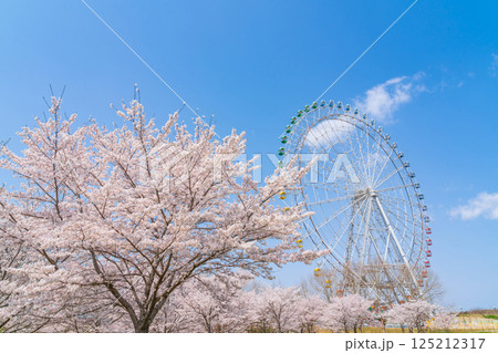 愛・地球博記念公園、大観覧車と満開の桜〈愛知県長久手市〉 125212317
