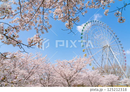 愛・地球博記念公園、大観覧車と満開の桜〈愛知県長久手市〉 125212318