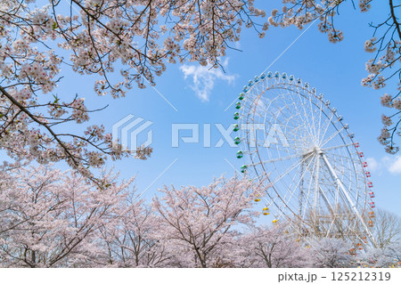 愛・地球博記念公園、大観覧車と満開の桜〈愛知県長久手市〉 125212319