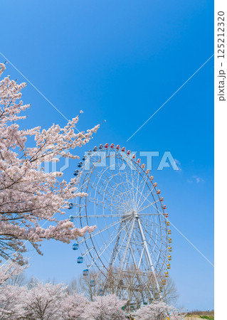 愛・地球博記念公園、大観覧車と満開の桜〈愛知県長久手市〉 愛・地球博記念公園、大観覧車と満開の桜〈愛知県長久手市〉 125212320