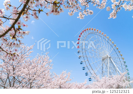 愛・地球博記念公園、大観覧車と満開の桜〈愛知県長久手市〉 125212321