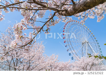 愛・地球博記念公園、大観覧車と満開の桜〈愛知県長久手市〉 125212322