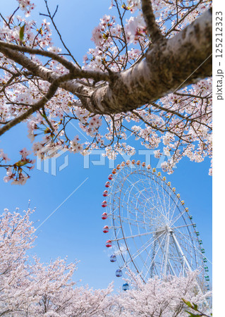 愛・地球博記念公園、大観覧車と満開の桜〈愛知県長久手市〉 125212323