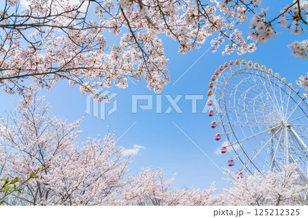 愛・地球博記念公園、大観覧車と満開の桜〈愛知県長久手市〉 125212325