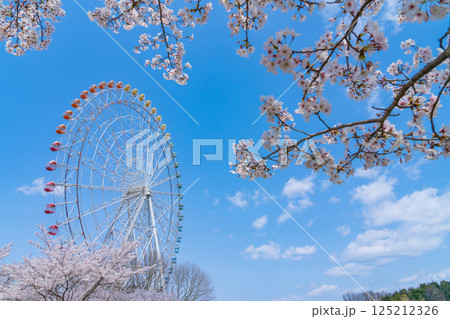 愛・地球博記念公園、大観覧車と満開の桜〈愛知県長久手市〉 125212326