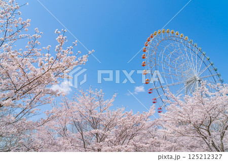 愛・地球博記念公園、大観覧車と満開の桜〈愛知県長久手市〉 125212327