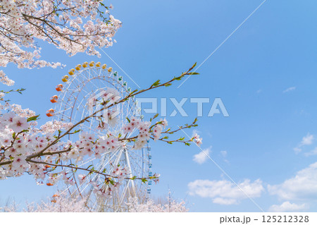 愛・地球博記念公園、大観覧車と満開の桜〈愛知県長久手市〉 125212328