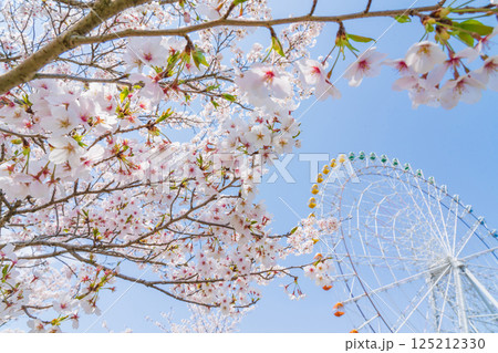 愛・地球博記念公園、大観覧車と満開の桜〈愛知県長久手市〉 愛・地球博記念公園、大観覧車と満開の桜〈愛知県長久手市〉 125212330