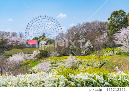 愛・地球博記念公園、大観覧車と満開の桜〈愛知県長久手市〉 愛・地球博記念公園、大観覧車と満開の桜〈愛知県長久手市〉 125212331
